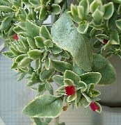       - Aptenia cordifolia 