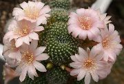 rožnat Rastlina Krona Kaktus (Rebutia) fotografija