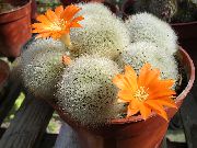 oranžinis augalas Crown Kaktusas (Rebutia) nuotrauka