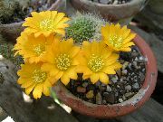 keltainen Kasvi Kruunu Kaktus (Rebutia) kuva