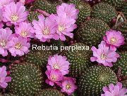 Corona Cactus Impianto lilla