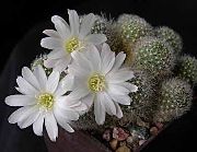 Crown Kaktusas augalas baltas