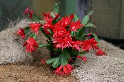წითელი ქარხანა სააღდგომო Cactus (Rhipsalidopsis) ფოტო