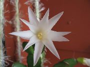 baltas augalas Velykų Kaktusas (Rhipsalidopsis) nuotrauka
