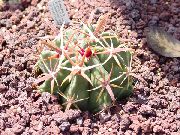 црвен Биљка Фероцацтус (Ferocactus) фотографија