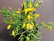 žlutý Rostlina Opilci Sen (Hatiora) fotografie