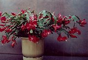 vin roșu Plantă Crăciun Cactus (Schlumbergera) fotografie