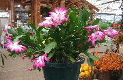 ružový Rastlina Vianočný Kaktus (Schlumbergera) fotografie