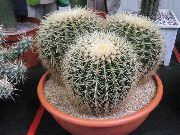 hvid Plante Ørne Klo (Echinocactus) foto