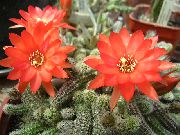 rood Plant Distel Wereld, Zaklamp Cactus (Echinopsis) foto