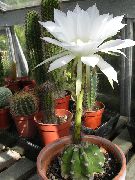 baltas augalas Thistle Gaublys, Žibintuvėlis Kaktusas (Echinopsis) nuotrauka