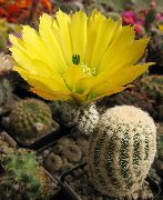 galben Plantă Cactus Arici, Dantelă Cactus, Cactus Curcubeu (Echinocereus) fotografie