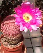 Pindsvin Kaktus, Blonder Kaktus, Regnbue Kaktus Plante pink
