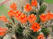оранжев Растение Таралежа Кактус, Дантела Кактус, Дъгова Кактус (Echinocereus) снимка