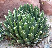 wit  American Century Plant, Pita, Spiked Aloe (Agave) foto