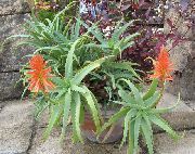 rød Plante Aloe  foto