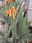 червен Растение Алое (Aloe) снимка