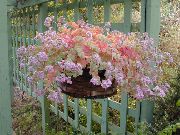 розов Растение Тлъстига (Sedum) снимка