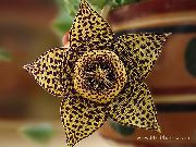 brown  Carrion Plant, Starfish Flower, Starfish Cactus (Stapelia) photo