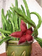 sarkans  Maita Augs, Zvaigzne Ziedu, Starfish Kaktuss (Stapelia) foto
