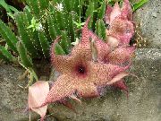 rožinis  Dvėsena Augalas, Starfish Gėlė, Jūrų Kaktusas (Stapelia) nuotrauka