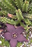 púrpura  Planta De Carroña, Flor Estrellas De Mar, Estrellas De Mar De Cactus (Stapelia) foto