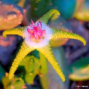 gul  Kadaver Växt, Sjöstjärna Blomma, Sjöstjärnor Kaktus (Stapelia) foto
