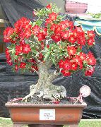 vermelho Planta Desert Rose (Adenium) foto