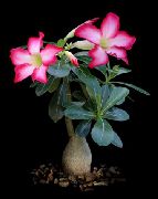 růžový Rostlina Pouštní Růže (Adenium) fotografie