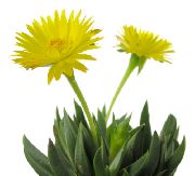 Bergeranthus Schwant Растение жълт