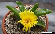 gelb Pflanze Glottiphyllum  foto