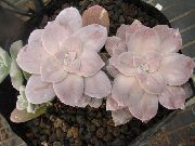 粉红色 卉 珍珠母鬼植物，植物 (Graptopetalum) 照片