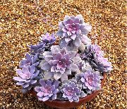 pink  Ghost Plant, Mother-of-Pearl Plant (Graptopetalum) photo