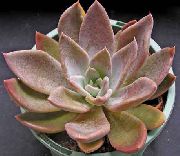 ピンク プラント ゴースト植物、マザー·オブ·パールの植物 (Graptopetalum) フォト