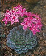 粉红色 卉 珍珠母鬼植物，植物 (Graptopetalum) 照片