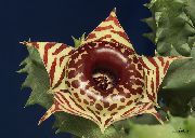 коричневий Рослина Гуернія (Huernia) фото
