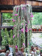 rózsaszín Növény Patkányfarok Kaktusz (Aporocactus) fénykép