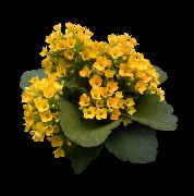 žltý Rastlina Kalanchoe  fotografie