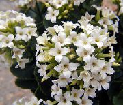 hvid Plante Kalanchoe  foto