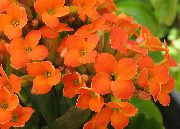 oranje Plant Kalanchoe  foto