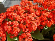 červená Rostlina Kalanchoe  fotografie