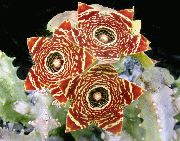 hnědý Rostlina Carrion Květiny (Caralluma, Orbea) fotografie