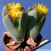 galben  Plantă Con (Conophytum) fotografie