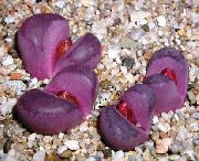жут Биљка Пеббле Биљке, Живи Камен (Lithops) фотографија