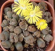 žlutý Rostlina Oblázkové Rostliny, Obývací Kámen (Lithops) fotografie