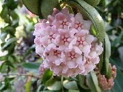 rosa Pflanze Wachs-Anlage (Hoya) foto