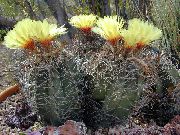 sárga Növény Astrophytum  fénykép