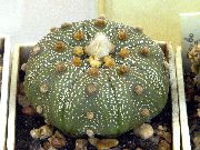 сары Өсімдіктер Astrophytum  фото