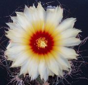 bijela Biljka Astrophytum  foto