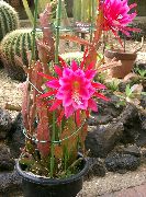 Hihna Kaktus, Orkidea Kaktus Kasvi vaaleanpunainen